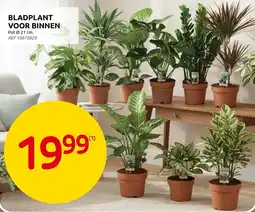 Brico Bladplant voor binnen aanbieding