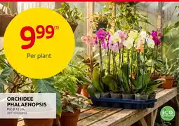 Brico Orchidee phalaenopsis aanbieding