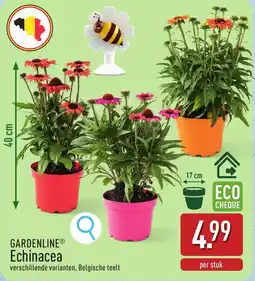 ALDI Gardenline Echinacea aanbieding