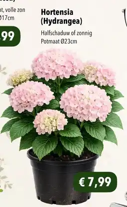 Hobbyland Hortensia (hydrangea) aanbieding