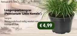 Hobbyland Lampenpoetsergrass aanbieding