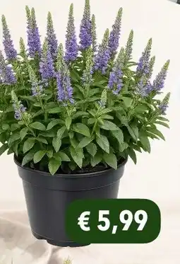 Hobbyland Veronica aanbieding