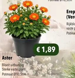Hobbyland Aster aanbieding