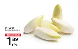 Alvo witloof aanbieding