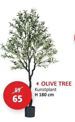 Weba olive tree aanbieding