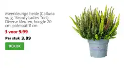 Intratuin Meerkleurige heide aanbieding