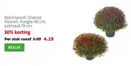 Intratuin Bolchrysant aanbieding