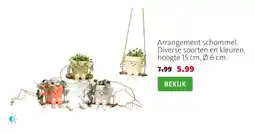 Intratuin Arrangement schommel aanbieding