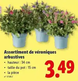 Lidl Assortiment de véroniques arbustives aanbieding