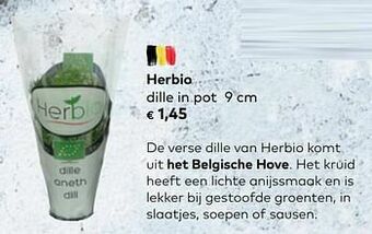 Herbio dille in pot