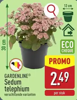 ALDI Sedum telephium aanbieding