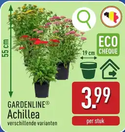 ALDI Gardenline achillea aanbieding