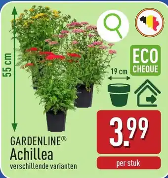 Gardenline achillea
