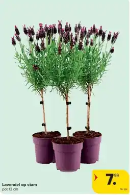 Carrefour Lavendel op stam aanbieding