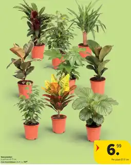 Carrefour Sierplanten aanbieding