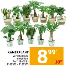 Trafic Kamerplant aanbieding