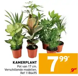 Trafic Kamerplant aanbieding
