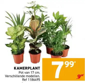 Kamerplant