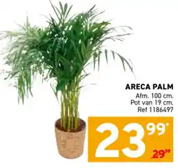 Trafic Areca palm aanbieding