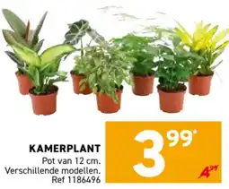 Trafic Kamerplant aanbieding