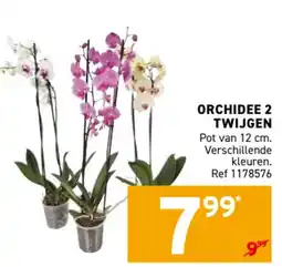 Trafic Orchidee 2 twijgen aanbieding