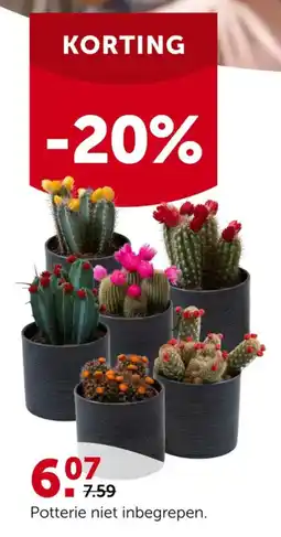 AVEVE Cactussen aanbieding