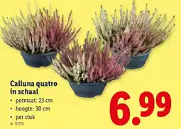 Lidl Calluna quatro in schaal aanbieding