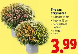 Lidl Trio van chrysanten aanbieding