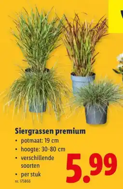 Lidl Siergrassen premium aanbieding