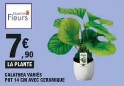 E.Leclerc Calathea variés aanbieding