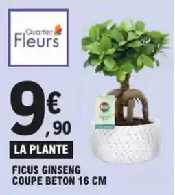 E.Leclerc Ficus ginseng aanbieding