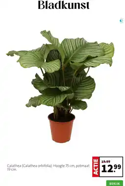 Intratuin Calathea aanbieding