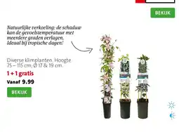 Intratuin Diverse klimplanten aanbieding
