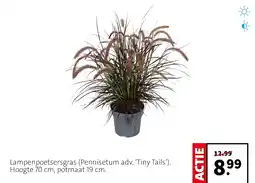 Intratuin Lampenpoetersgras pennisetum adv tiny tails aanbieding