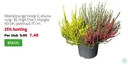 Intratuin Meer kleurige heide aanbieding