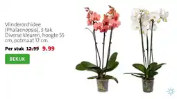 Intratuin Vlinderorchidee aanbieding