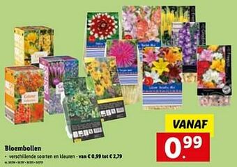 Lidl Bloembollen aanbieding