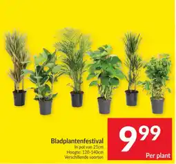 Intermarché Bladplantenfestival aanbieding