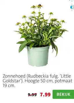 Intratuin Zonnehoed aanbieding