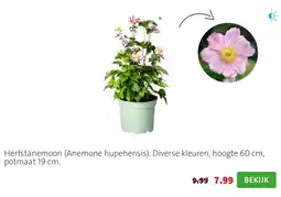 Intratuin Herftanemooon (Anemone hupehensis) aanbieding