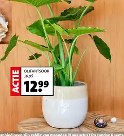 Intratuin Olifantsoor aanbieding