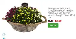 Intratuin Arrangement chrysant aanbieding