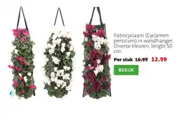Intratuin Patiocyclaam in wandhanger aanbieding