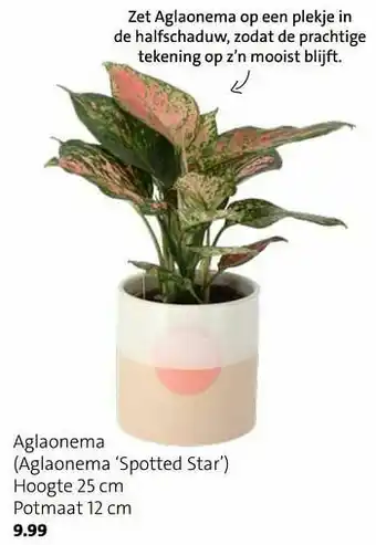Aglaonema aglaonema spotted star