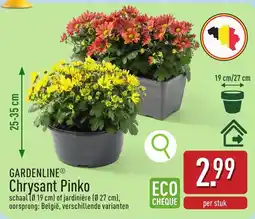 ALDI Chrysant Pinko aanbieding