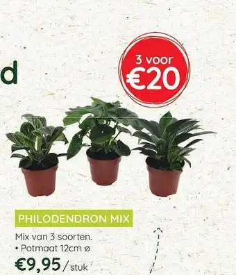 Philodendron Mix