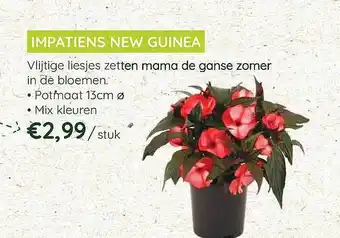 Impatiens New Guinea