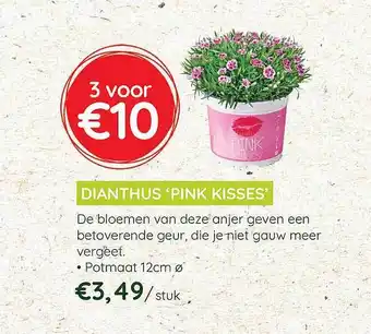 Dianthus 'pink Kisses'