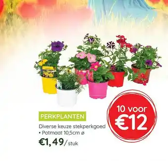Perkplanten