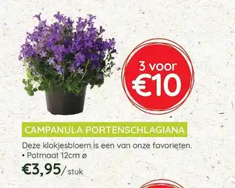 Campanula Portenschlagiana